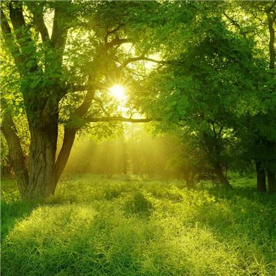 凤凰彩票进入网址截图